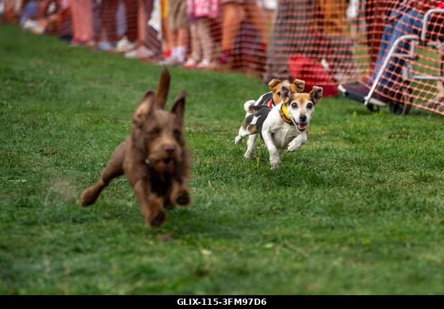 Terrierek versenyeznek a 2026-os Terrier Derbyn, amelyet a surrey-i Epsom Racecourse-on rendeztek. Terrierek versenyeztek az éves Terrier Derbyn, a...