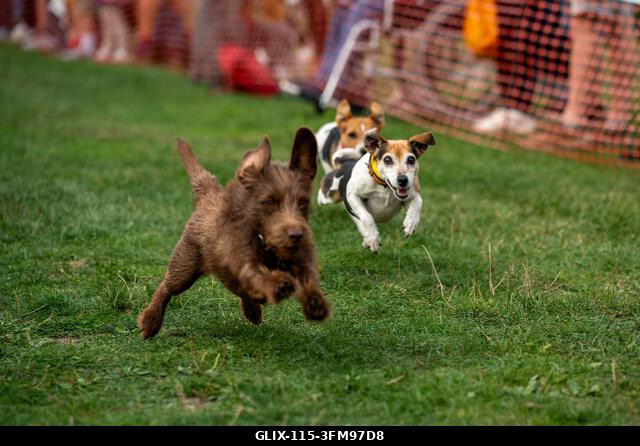 Terrierek versenyeznek a 2026-os Terrier Derbyn, amelyet a surrey-i Epsom Racecourse-on rendeztek. Terrierek versenyeztek az éves Terrier Derbyn, a...