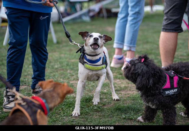 Terrierek versenyeznek a 2026-os Terrier Derbyn, amelyet a surrey-i Epsom Racecourse-on rendeztek. Terrierek versenyeztek az éves Terrier Derbyn, a...