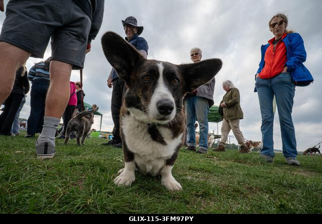 Egy corgi versenyez a 2026-os Terrier Derbyn, amelyet a surrey-i Epsom Racecourse-on rendeztek. Terrierek versenyeztek az Epsom Racecourse-on, Surr...