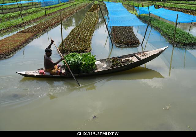 Nazirpur, Pirojpur, Banglades. 2026. szeptember 29. Egy gazda zöldségpalántákat gondoz egy úszó kertben Nazirpur Upazilában, Pirojpur kerületben, B...