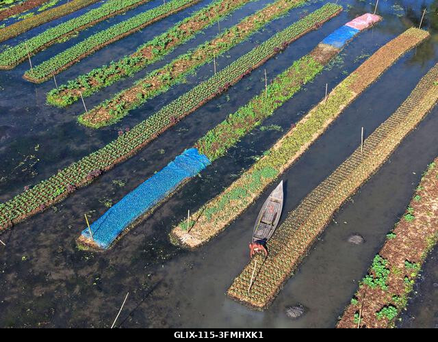 Nazirpur, Pirojpur, Banglades. 2026. szeptember 29. Egy gazda zöldségpalántákat gondoz egy úszó kertben Nazirpur Upazilában, Pirojpur kerületben, B...