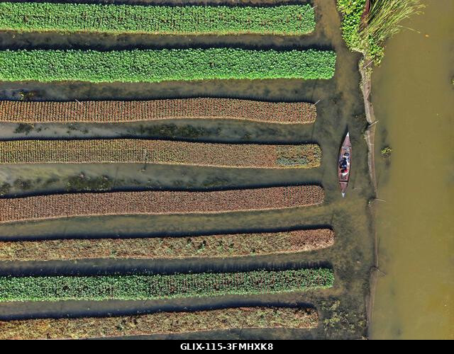 Nazirpur, Pirojpur, Banglades. 2026. szeptember 29. Egy gazda zöldségpalántákat gondoz egy úszó kertben Nazirpur Upazilában, Pirojpur kerületben, B...