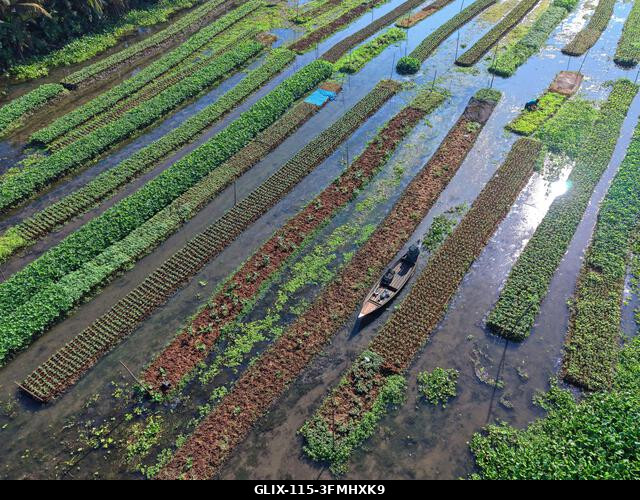 Nazirpur, Pirojpur, Banglades. 2026. szeptember 29. Egy gazda zöldségpalántákat gondoz egy úszó kertben Nazirpur Upazilában, Pirojpur kerületben, B...