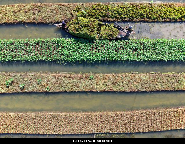 Nazirpur, Pirojpur, Banglades. 2026. szeptember 29. Gazdák zöldségpalántákat nevelnek egy úszó kertben Nazirpur Upazilában, Pirojpur kerületben, Ba...