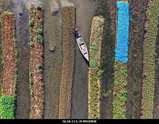 Nazirpur, Pirojpur, Banglades. 2026. szeptember 29. Egy gazda zöldségpalántákat gondoz egy úszó kertben Nazirpur Upazilában, Pirojpur kerületben, B...