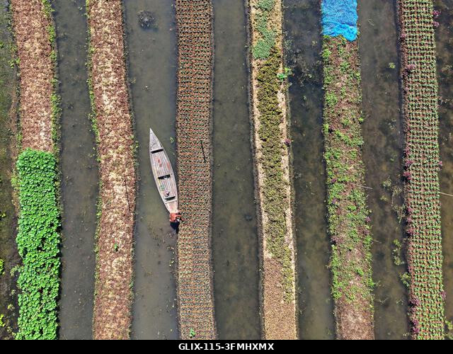 Nazirpur, Pirojpur, Banglades. 2026. szeptember 29. Egy gazda zöldségpalántákat gondoz egy úszó kertben Nazirpur Upazilában, Pirojpur kerületben, B...