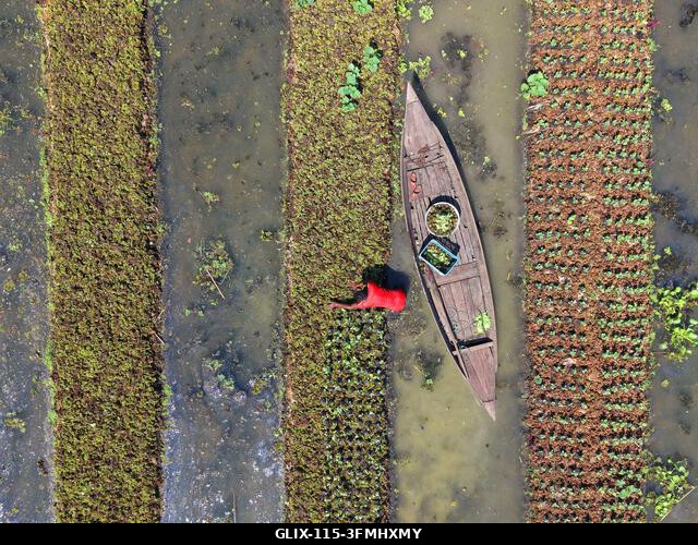 Nazirpur, Pirojpur, Banglades. 2026. szeptember 29. Egy gazda zöldségpalántákat gondoz egy úszó kertben Nazirpur Upazilában, Pirojpur kerületben, B...