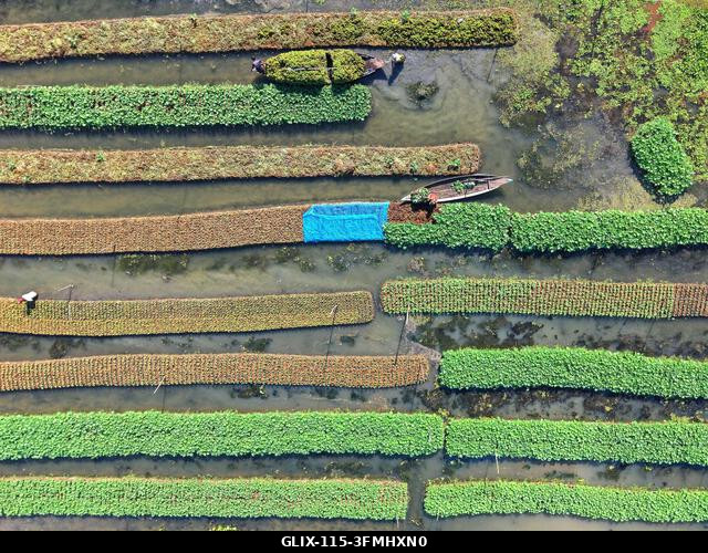 Nazirpur, Pirojpur, Banglades. 2026. szeptember 29. Gazdák zöldségpalántákat nevelnek egy úszó kertben Nazirpur Upazilában, Pirojpur kerületben, Ba...