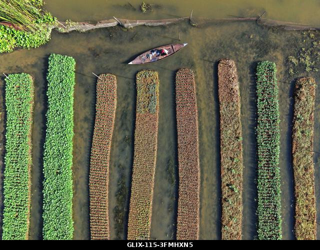 Nazirpur, Pirojpur, Banglades. 2026. szeptember 29. Egy gazda zöldségpalántákat gondoz egy úszó kertben Nazirpur Upazilában, Pirojpur kerületben, B...