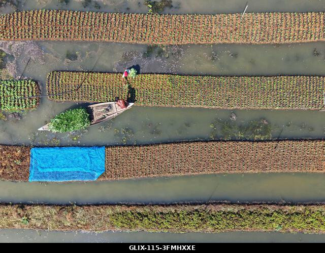 Nazirpur, Pirojpur, Banglades. 2026. szeptember 29. Gazdák zöldségpalántákat nevelnek egy úszó kertben Nazirpur Upazilában, Pirojpur kerületben, Ba...
