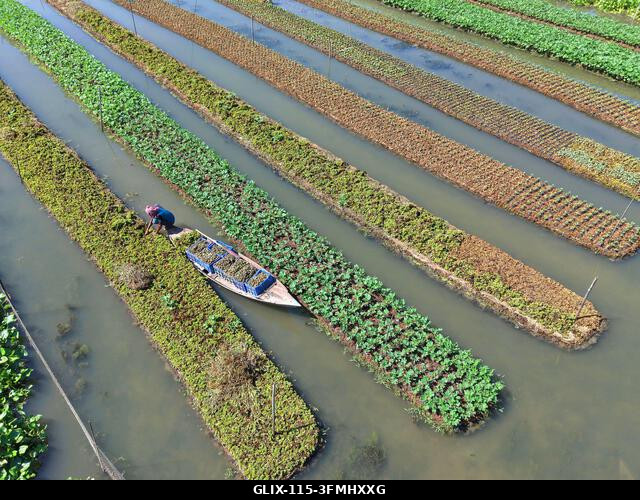 Nazirpur, Pirojpur, Banglades. 2026. szeptember 29. Egy gazda zöldségpalántákat gondoz egy úszó kertben Nazirpur Upazilában, Pirojpur kerületben, B...