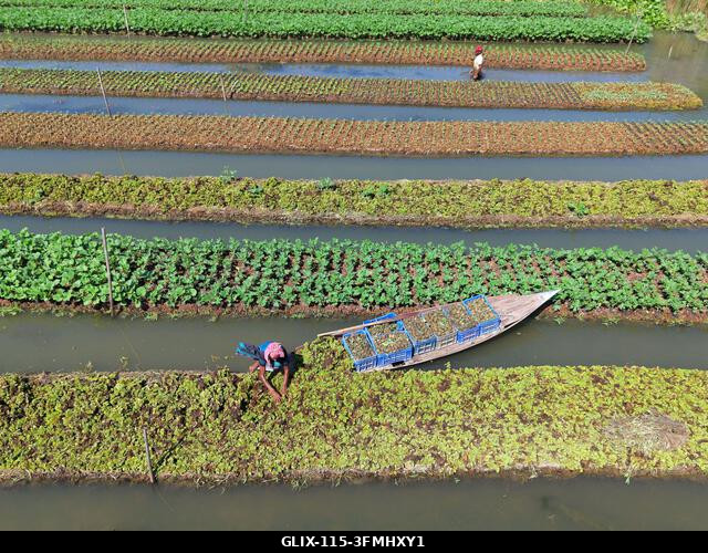 Nazirpur, Pirojpur, Banglades. 2026. szeptember 29. Gazdák zöldségpalántákat nevelnek egy úszó kertben Nazirpur Upazilában, Pirojpur kerületben, Ba...