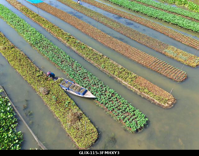 Nazirpur, Pirojpur, Banglades. 2026. szeptember 29. Egy gazda zöldségpalántákat gondoz egy úszó kertben Nazirpur Upazilában, Pirojpur kerületben, B...