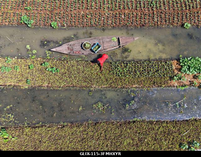 Nazirpur, Pirojpur, Banglades. 2026. szeptember 29. Egy gazda zöldségpalántákat gondoz egy úszó kertben Nazirpur Upazilában, Pirojpur kerületben, B...