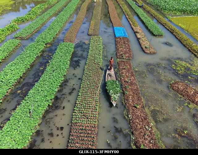 Nazirpur, Pirojpur, Banglades. 2026. szeptember 29. Egy gazda zöldségpalántákat gondoz egy úszó kertben Nazirpur Upazilában, Pirojpur kerületben, B...