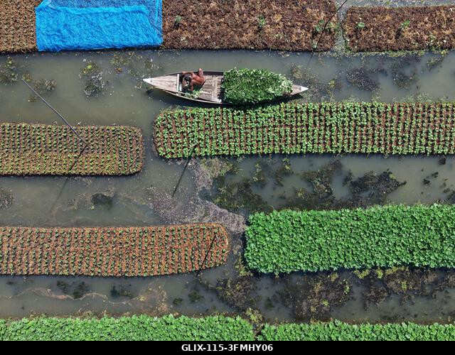 Nazirpur, Pirojpur, Banglades. 2026. szeptember 29. Egy gazda zöldségpalántákat gondoz egy úszó kertben Nazirpur Upazilában, Pirojpur kerületben, B...