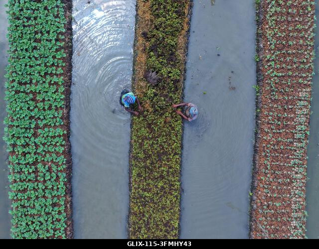 Nazirpur, Pirojpur, Banglades. 2026. szeptember 29. Gazdák zöldségpalántákat nevelnek egy úszó kertben Nazirpur Upazilában, Pirojpur kerületben, Ba...