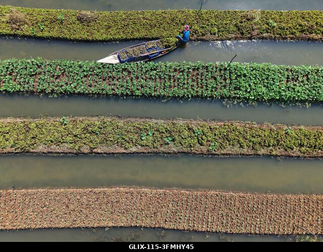 Nazirpur, Pirojpur, Banglades. 2026. szeptember 29. Egy gazda zöldségpalántákat gondoz egy úszó kertben Nazirpur Upazilában, Pirojpur kerületben, B...
