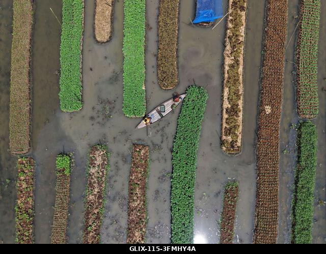 Nazirpur, Pirojpur, Banglades. 2026. szeptember 29. Gazdák zöldségpalántákat nevelnek egy úszó kertben Nazirpur Upazilában, Pirojpur kerületben, Ba...
