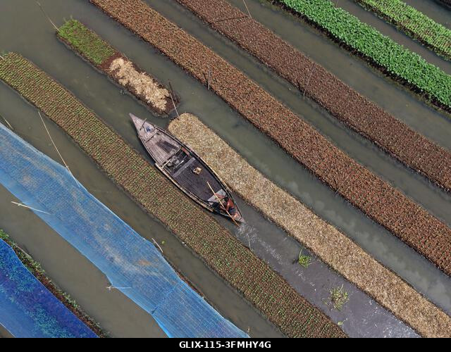 Nazirpur, Pirojpur, Banglades. 2026. szeptember 29. Egy gazda zöldségpalántákat gondoz egy úszó kertben Nazirpur Upazilában, Pirojpur kerületben, B...