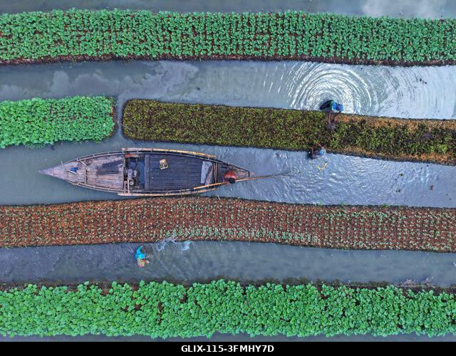 Nazirpur, Pirojpur, Banglades. 2026. szeptember 29. Gazdák zöldségpalántákat nevelnek egy úszó kertben Nazirpur Upazilában, Pirojpur kerületben, Ba...