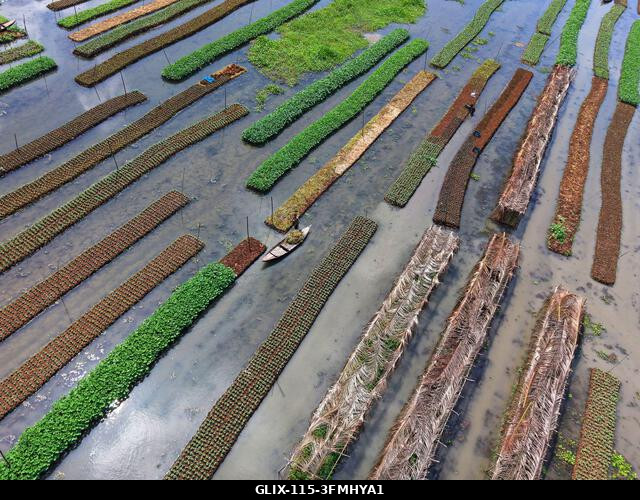 Nazirpur, Pirojpur, Banglades. 2026. szeptember 29. Egy gazda zöldségpalántákat gondoz egy úszó kertben Nazirpur Upazilában, Pirojpur kerületben, B...