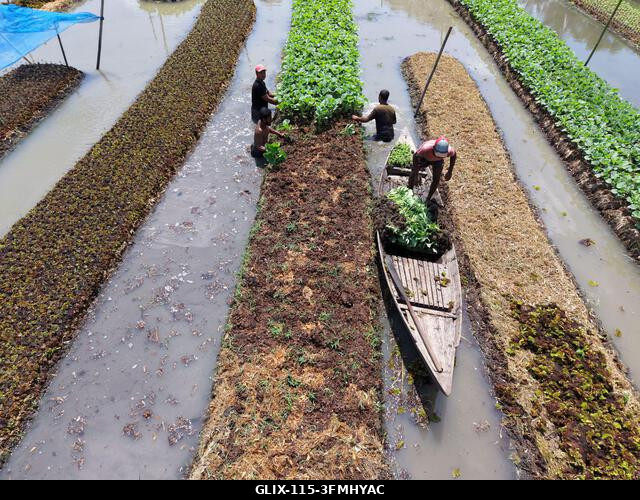 Nazirpur, Pirojpur, Banglades. 2026. szeptember 29. Gazdák zöldségpalántákat nevelnek egy úszó kertben Nazirpur Upazilában, Pirojpur kerületben, Ba...
