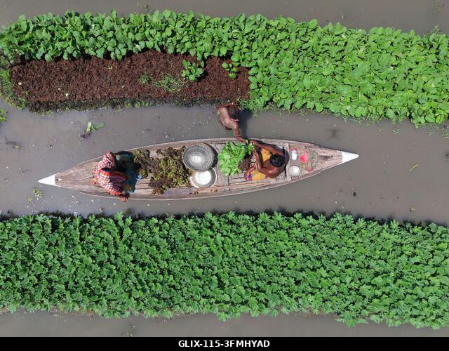Nazirpur, Pirojpur, Banglades. 2026. szeptember 29. Gazdák zöldségpalántákat nevelnek egy úszó kertben Nazirpur Upazilában, Pirojpur kerületben, Ba...