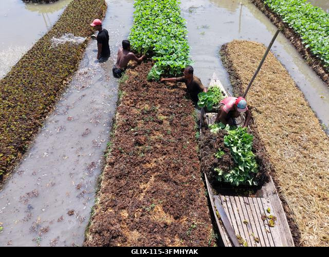 Nazirpur, Pirojpur, Banglades. 2026. szeptember 29. Gazdák zöldségpalántákat nevelnek egy úszó kertben Nazirpur Upazilában, Pirojpur kerületben, Ba...