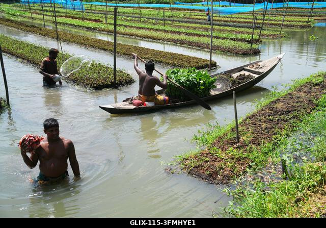 Nazirpur, Pirojpur, Banglades. 2026. szeptember 29. Gazdák zöldségpalántákat nevelnek egy úszó kertben Nazirpur Upazilában, Pirojpur kerületben, Ba...