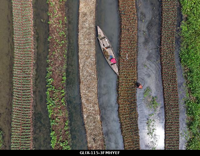 Nazirpur, Pirojpur, Banglades. 2026. szeptember 29. Egy gazda zöldségpalántákat gondoz egy úszó kertben Nazirpur Upazilában, Pirojpur kerületben, B...