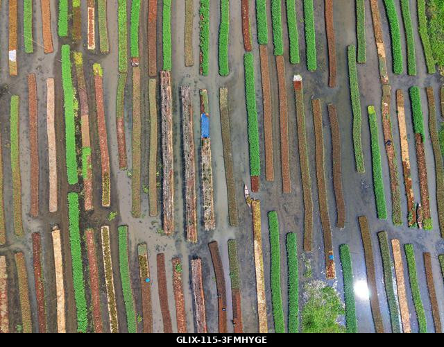 Nazirpur, Pirojpur, Banglades. 2026. szeptember 29. Egy gazda zöldségpalántákat gondoz egy úszó kertben Nazirpur Upazilában, Pirojpur kerületben, B...