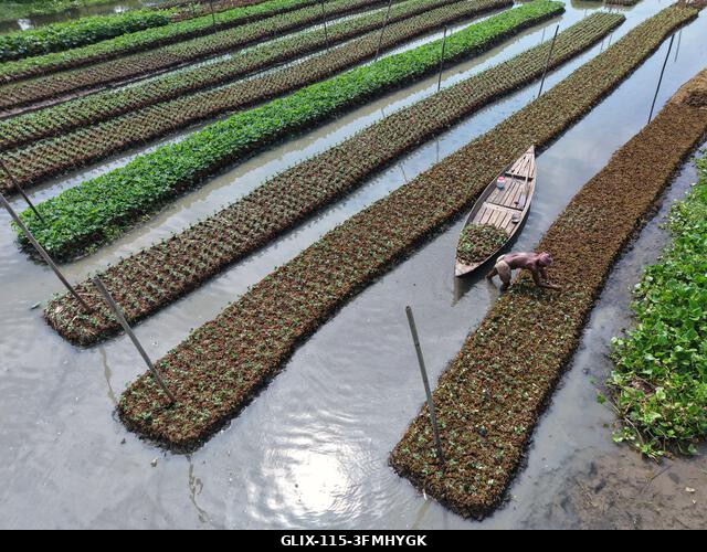 Nazirpur, Pirojpur, Banglades. 2026. szeptember 29. Egy gazda zöldségpalántákat gondoz egy úszó kertben Nazirpur Upazilában, Pirojpur kerületben, B...
