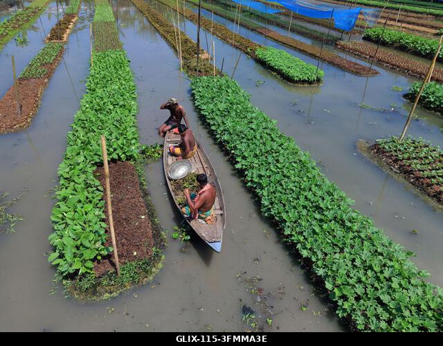 Nazirpur, Pirojpur, Banglades. 2026. szeptember 29. Gazdák zöldségpalántákat nevelnek egy úszó kertben Nazirpur Upazilában, Pirojpur kerületben, Ba...