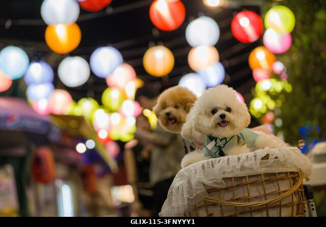 LEGJOBB KÉPEK - Kutyák az őszi fesztivál fényeivel a Shek O-ban, 2026. szeptember 23-án, Hongkongban. (Fotó: Vernon Yuen/Nexpher Images)